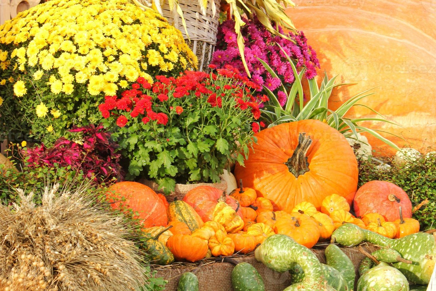 Bunte Bio-Kürbisse und Kürbisse auf der Landwirtschaftsmesse. Ernten des Herbstzeitkonzepts. Garten Herbst natürliche Pflanze. Thanksgiving-Halloween-Dekor. festlicher bauernhof ländlicher hintergrund. vegetarisches Essen foto