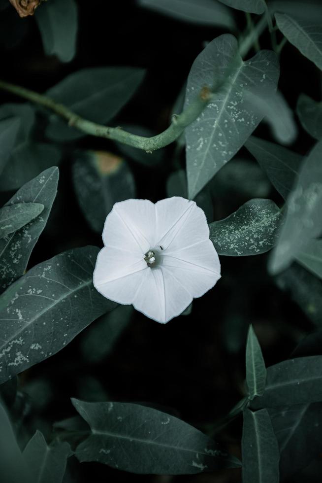 Nahaufnahme einer weißen Blume foto