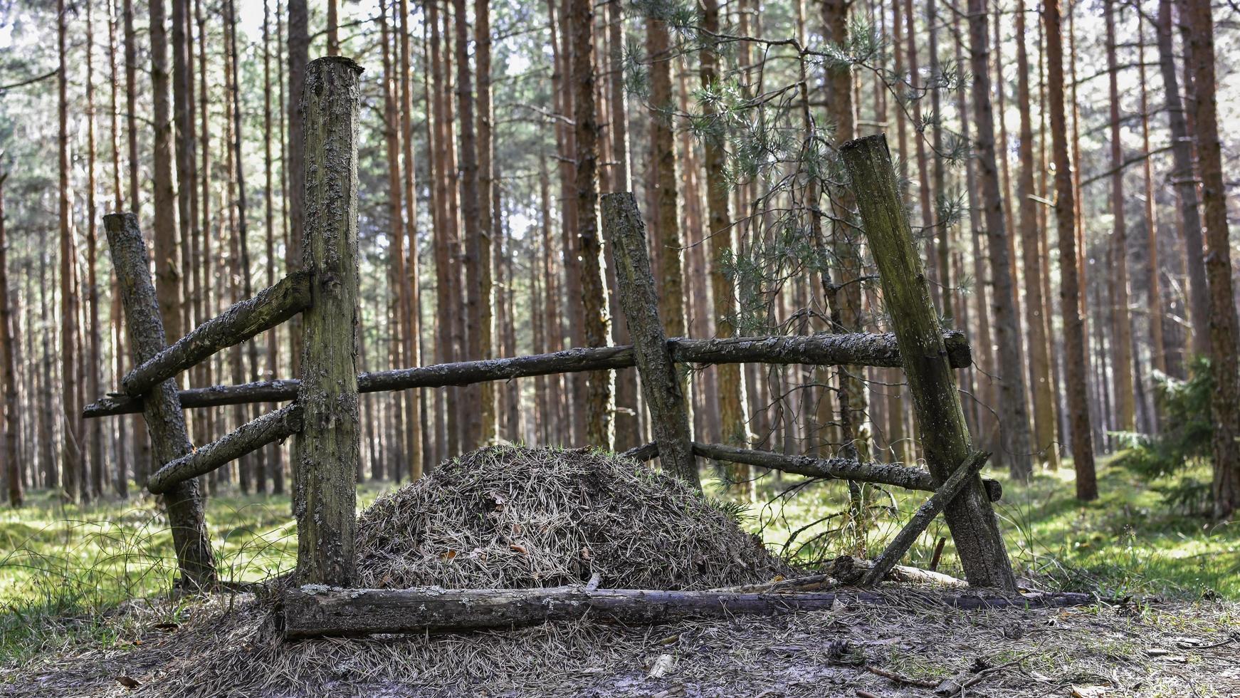 Zaun im Wald foto