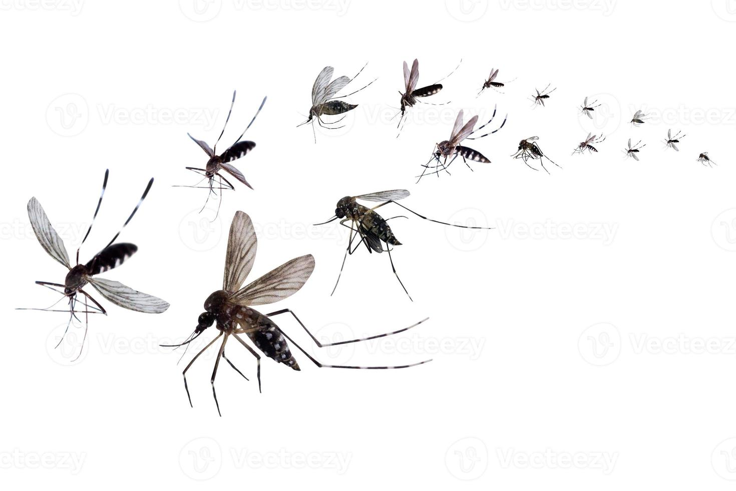 fliegende Mücken isoliert auf weißem Hintergrund foto