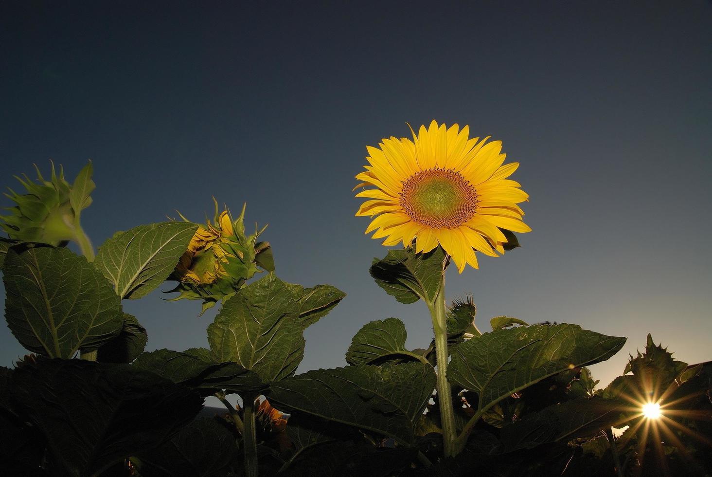 Blick auf das Sonnenblumenfeld foto