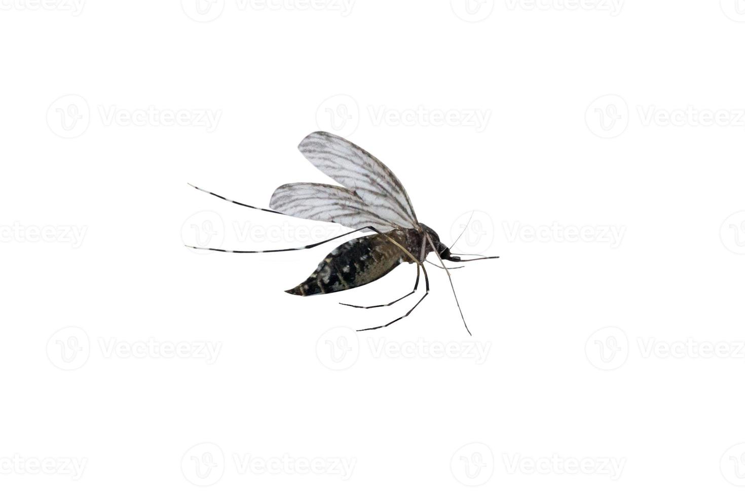 Mücke lokalisiert auf weißem Hintergrund foto