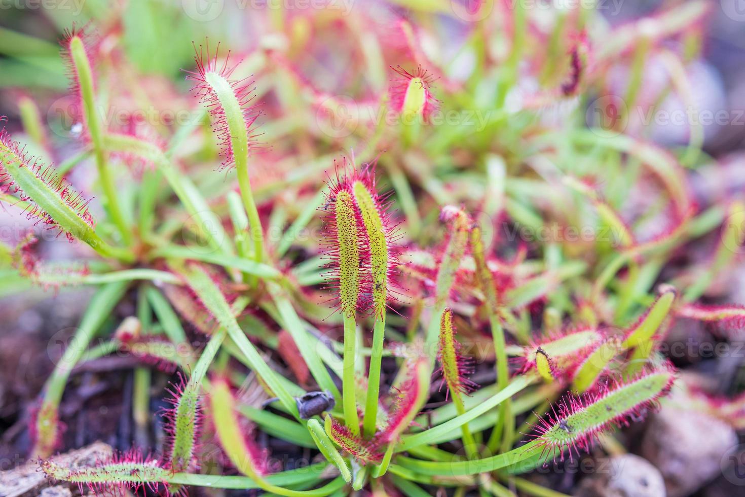 sonnentau drosera anglica fleischfressende pflanze im garten foto