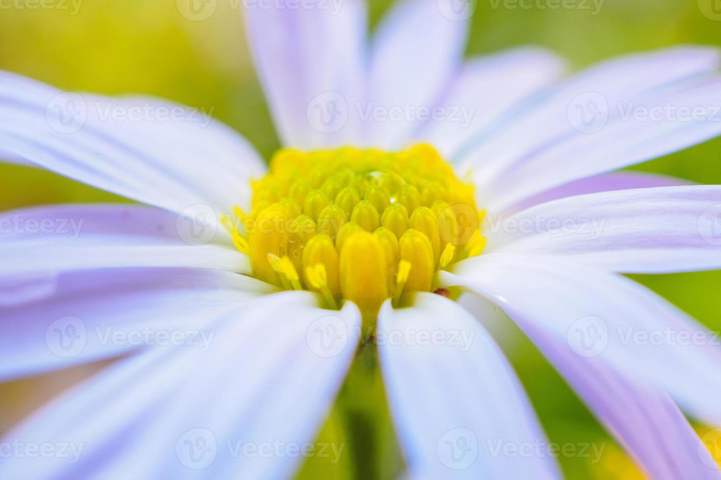 schöne blaue Blume hautnah im Garten foto