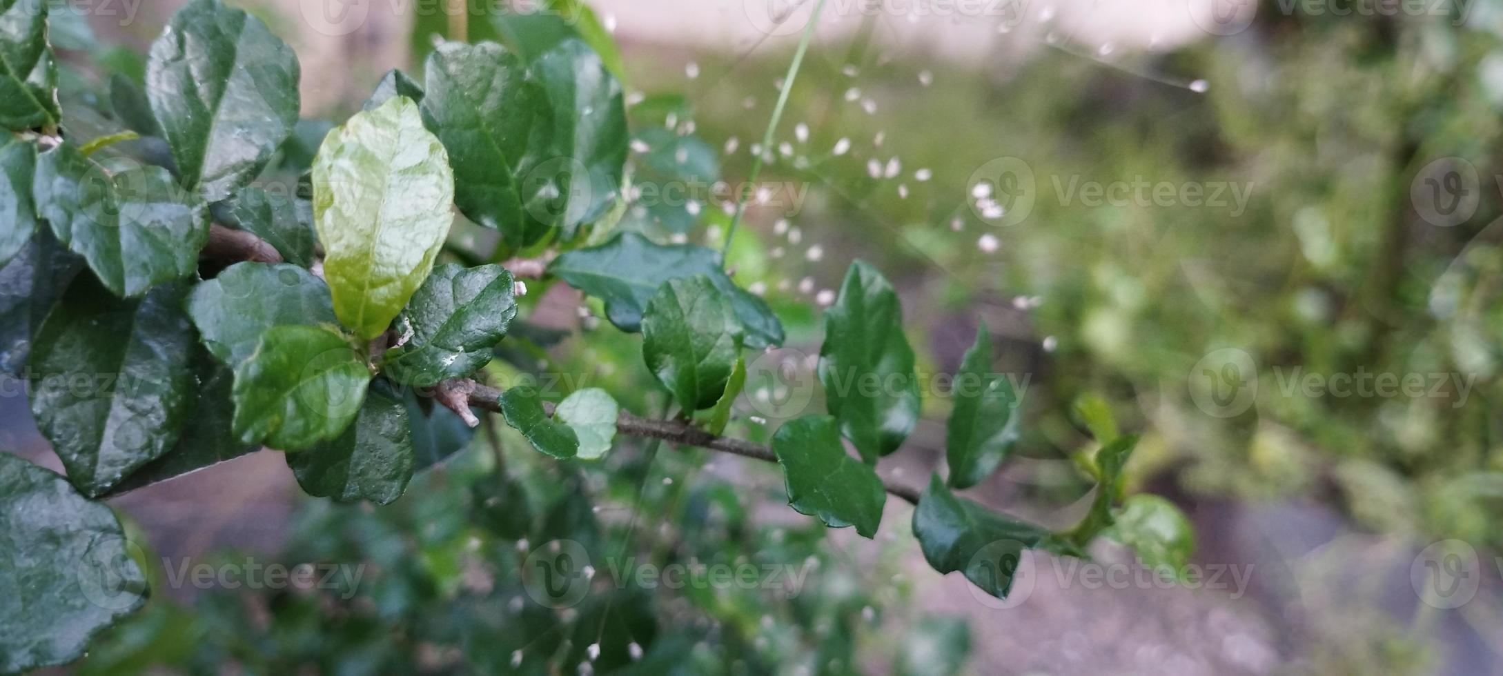 Serut ist ein mittelgroßer Baum mit einer Höhe von etwa 4-15 Metern foto