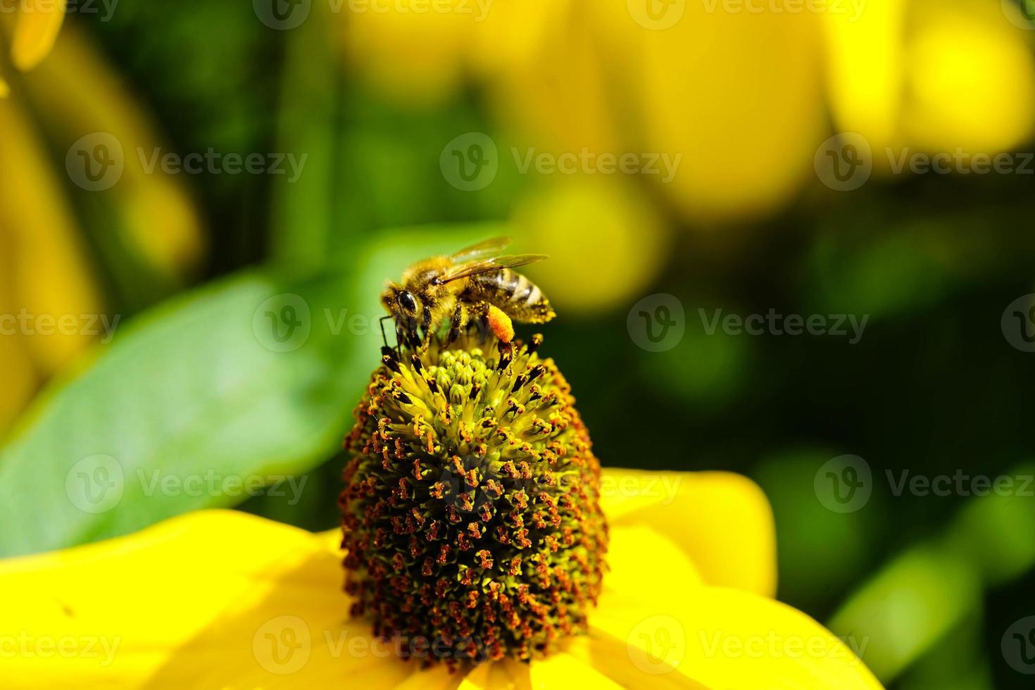 die bienen sammeln pollen von einer gelben sonnenblume für einen guten honig foto