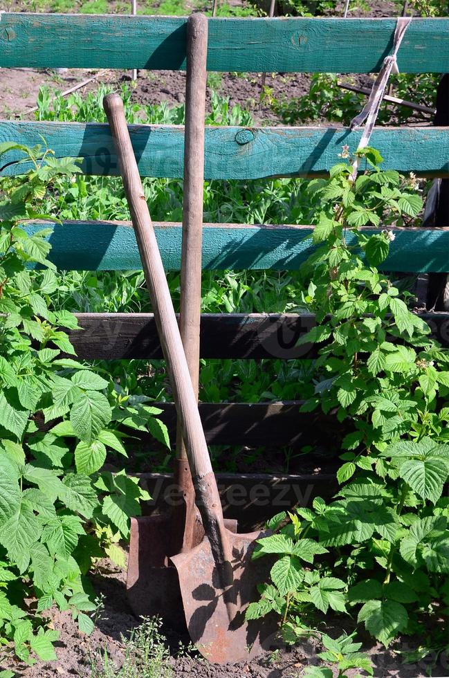 eine alte rostige Schaufel neben den Himbeersträuchern, die neben dem Holzzaun des Dorfgartens wachsen. Hintergrundbild im Zusammenhang mit saisonalen Ernten und langfristiger Gartenarbeit foto