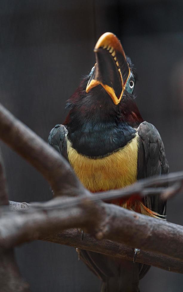 Aracari mit Kastanienohren foto