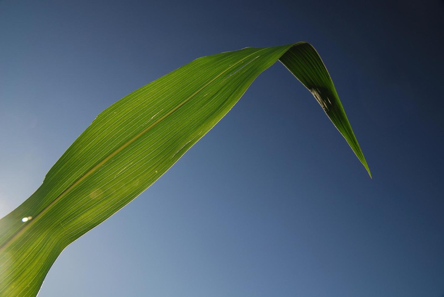 grünes Blatt mit blauem Himmel im Hintergrund foto