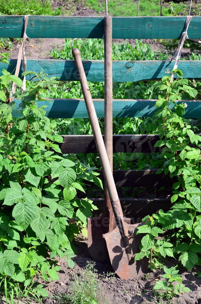 eine alte rostige Schaufel neben den Himbeersträuchern, die neben dem Holzzaun des Dorfgartens wachsen. Hintergrundbild im Zusammenhang mit saisonalen Ernten und langfristiger Gartenarbeit foto