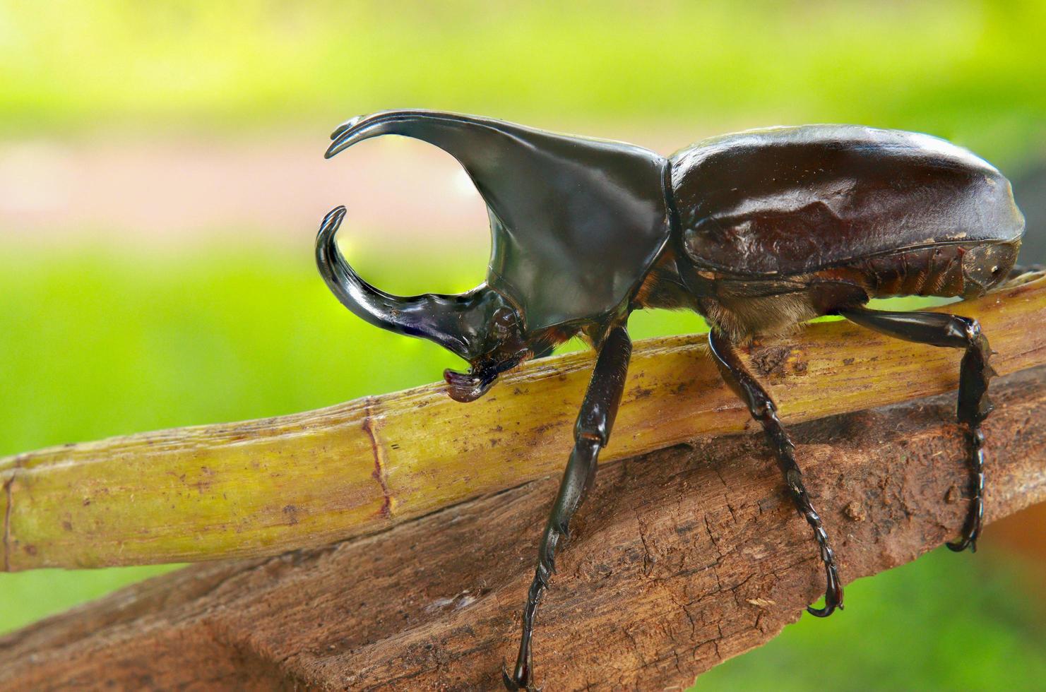 Hirschkäfer thront auf einem Ast in der Natur foto