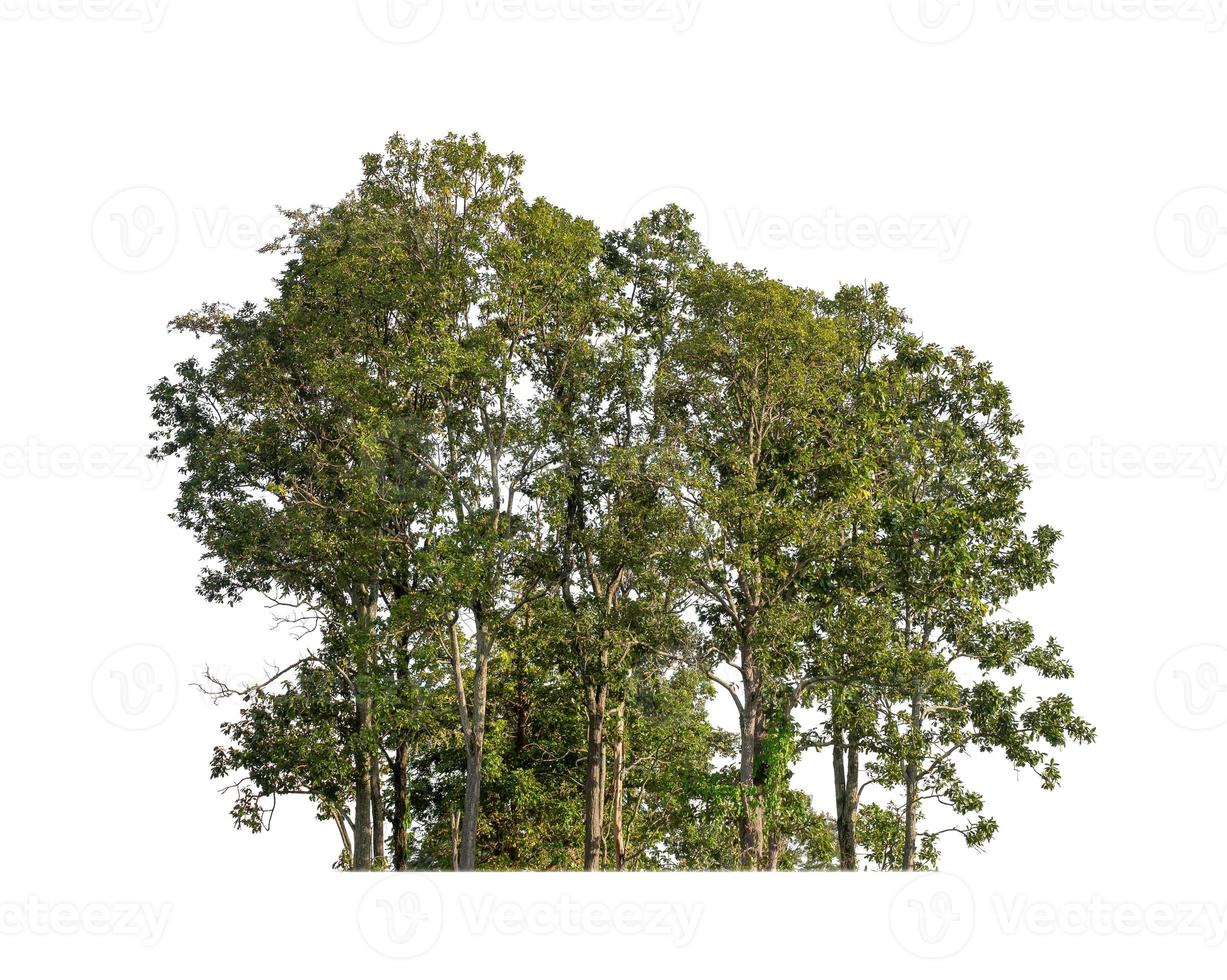 Wald und Laub im Sommer isoliert auf weißem Hintergrund foto