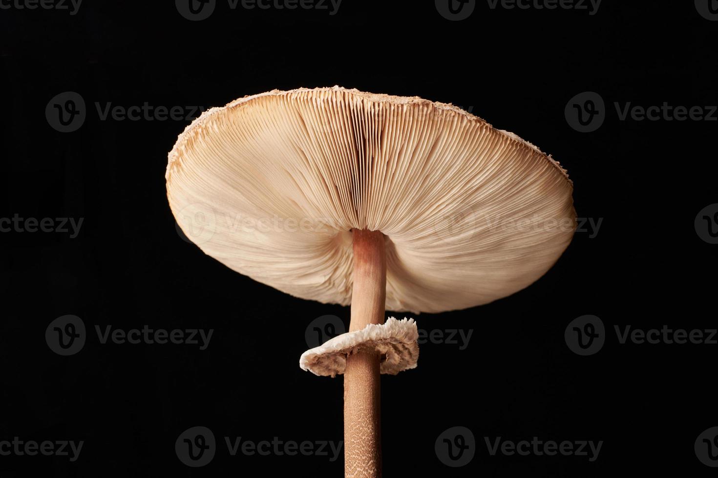 Makrolepiota procera Parasolpilz isoliert auf schwarzem Hintergrund, brauner Pilz mit großer Kappe foto
