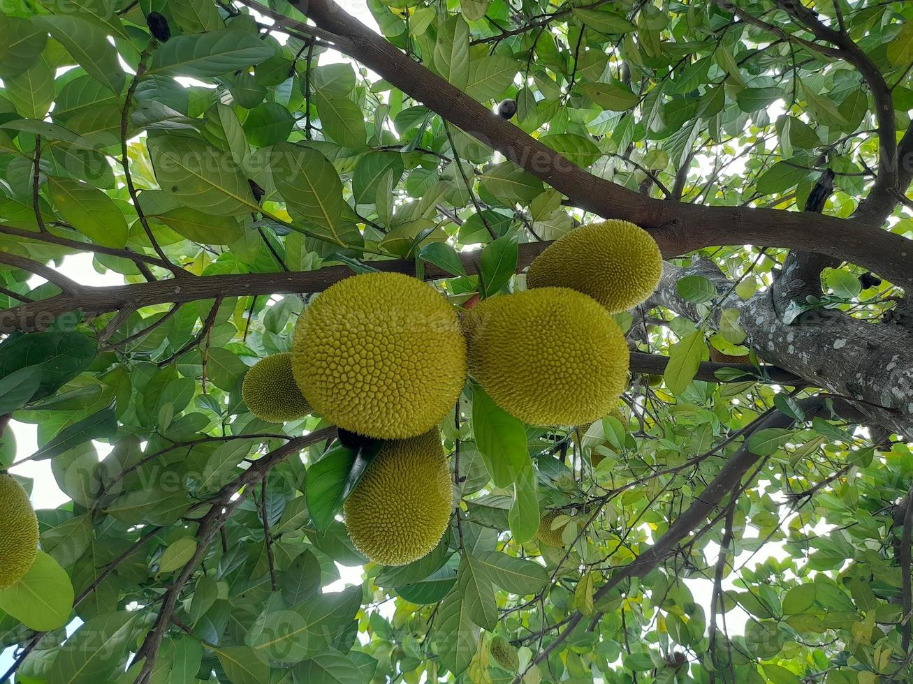 Unreifer Jackfruchtbaum Junge Jackfrucht am Jackfruchtbaum, rohe Früchte werden üblicherweise zum Kochen in den traditionellen Zeremonien auf der Insel Lombok, Indonesien, verwendet foto