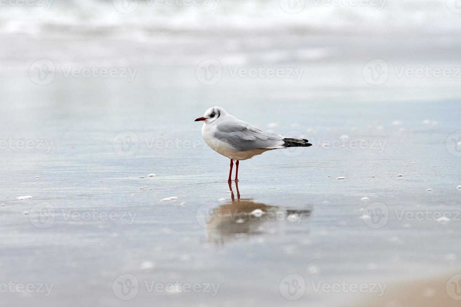 Lachmöwe am Strand, Meer und Sand Hintergrund foto