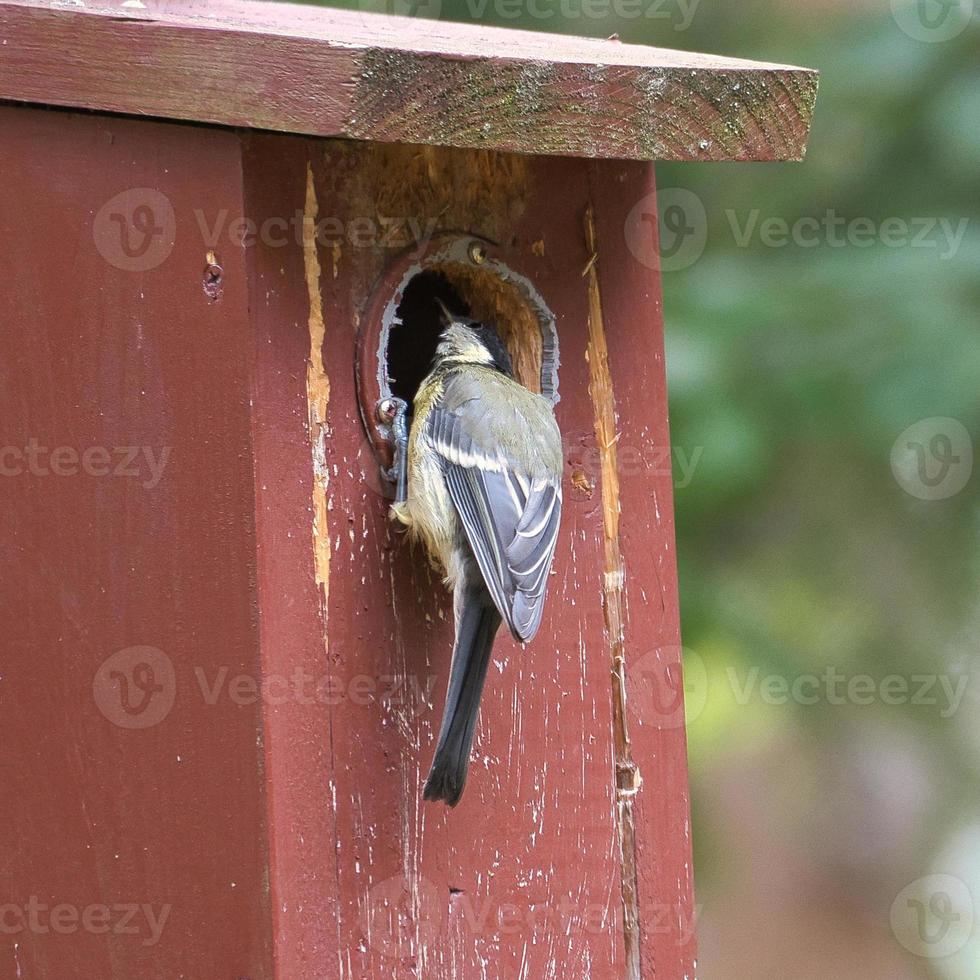 Kohlmeise auf einem roten Vogelhaus. Tieraufnahme eines Singvogels aus der Natur. Tier foto