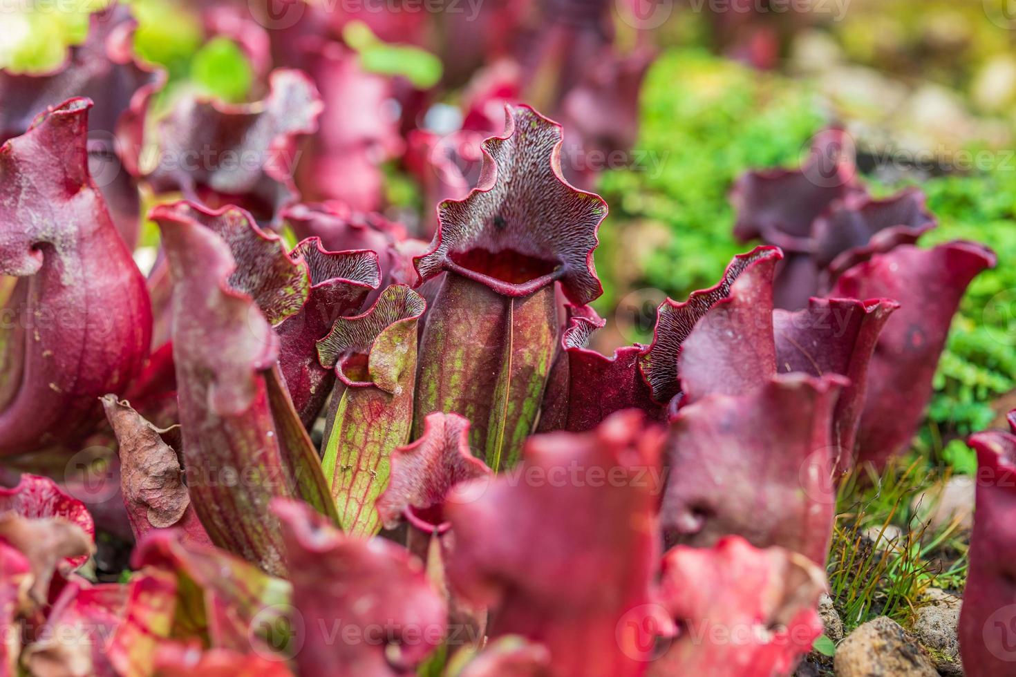 fleischfressende Kannenpflanzen oder Affenbecher im Garten foto