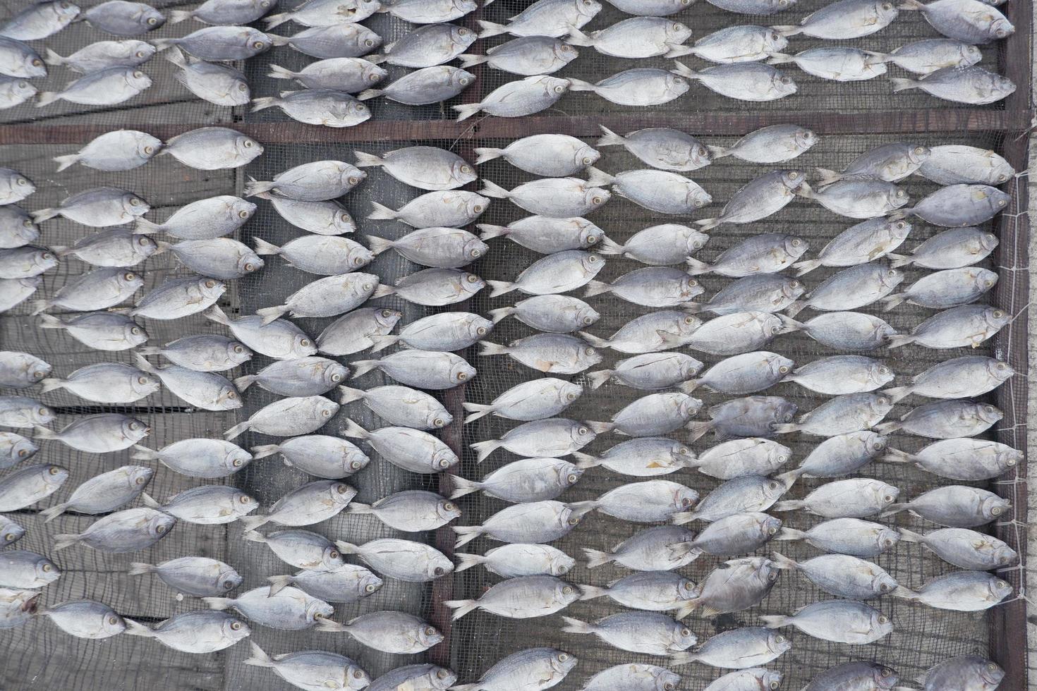 Fisch von Fischern, der in der Sonne getrocknet wird, um ihn haltbarer zu machen, der Prozess der Herstellung von gesalzenem Fisch foto