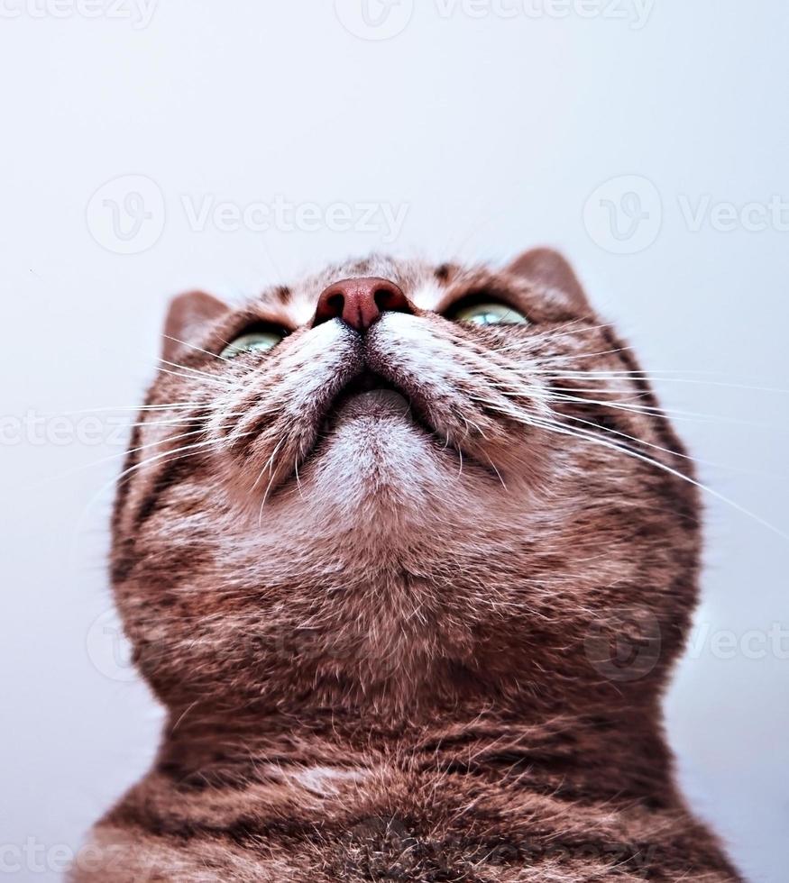 Porträt einer Makrelen-gestreiften Tabby-Katze mit roter Nase und weißem Kinn schaut nach oben Poster-Design lustige Haustiere foto