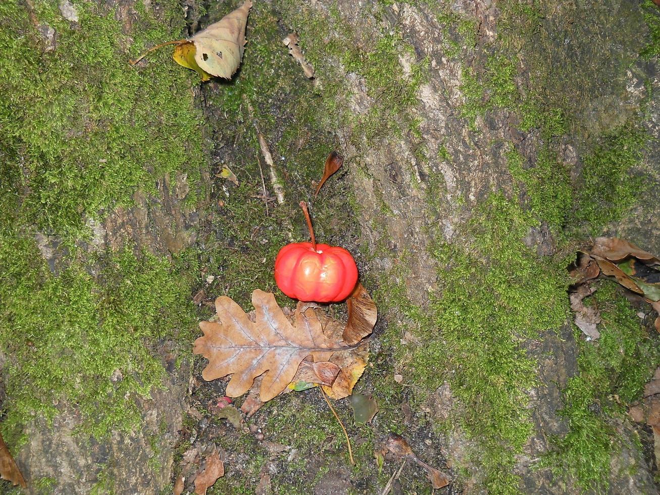 Kürbis auf dem Hintergrund des Herbstwaldes in Halloween foto