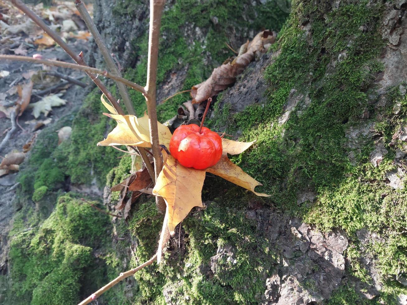 Kürbis auf dem Hintergrund des Herbstwaldes in Halloween foto