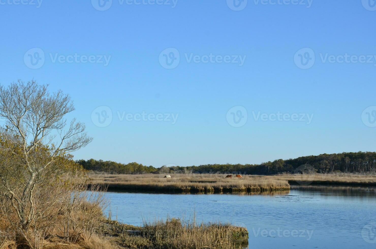 ein See oder Fluss mit braunen Gräsern und Ufer foto