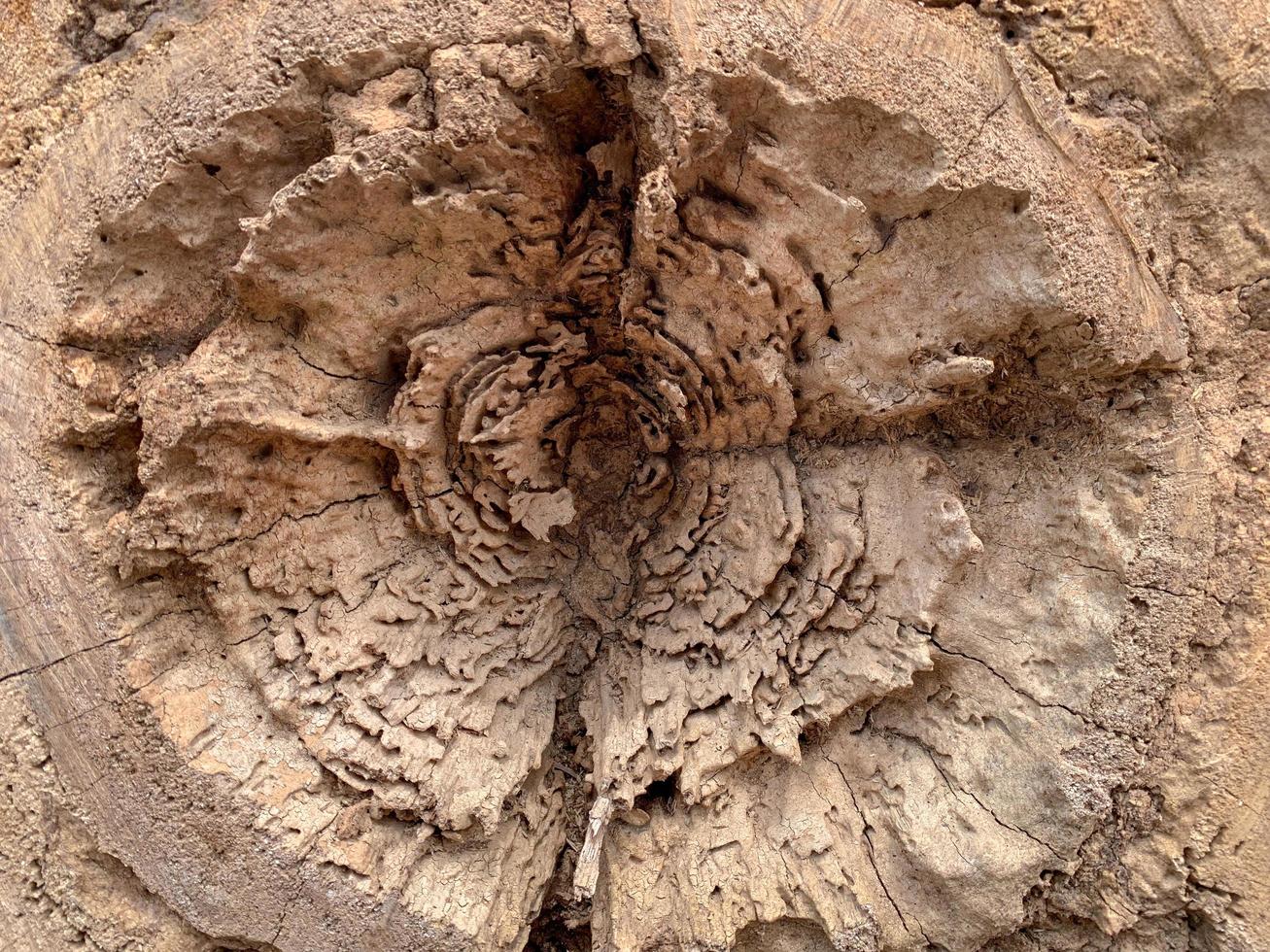 die alte holzstrukturoberfläche hat löcher und risse. foto