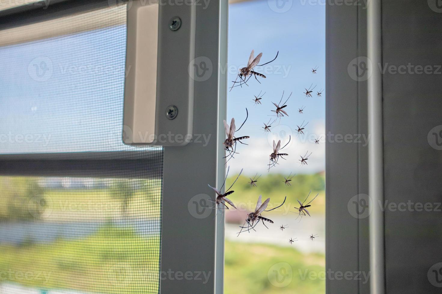 Viele Mücken flogen ins Haus, während das Insektennetz geöffnet wurde foto