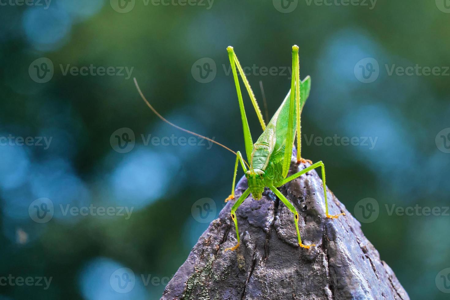 Nördliches Buschkatydid sitzt auf einem spitzen Zaunpfosten foto