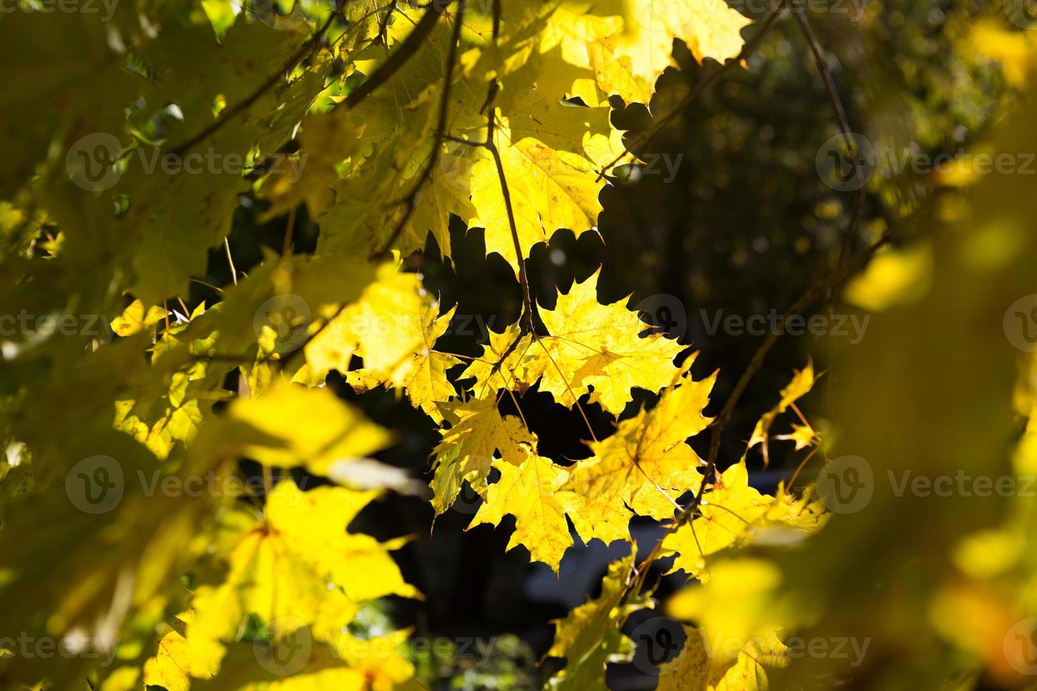 gelbe ahornblätter auf einem baum - herbststimmung, goldener herbst, wettervorhersage foto