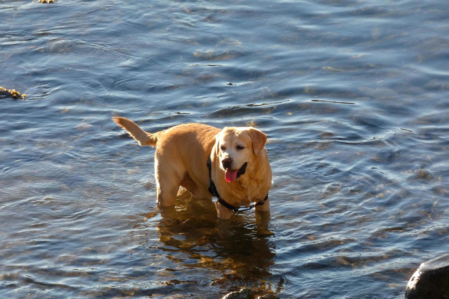 Hund spielt und badet in den frühen Morgenstunden im Meer. foto