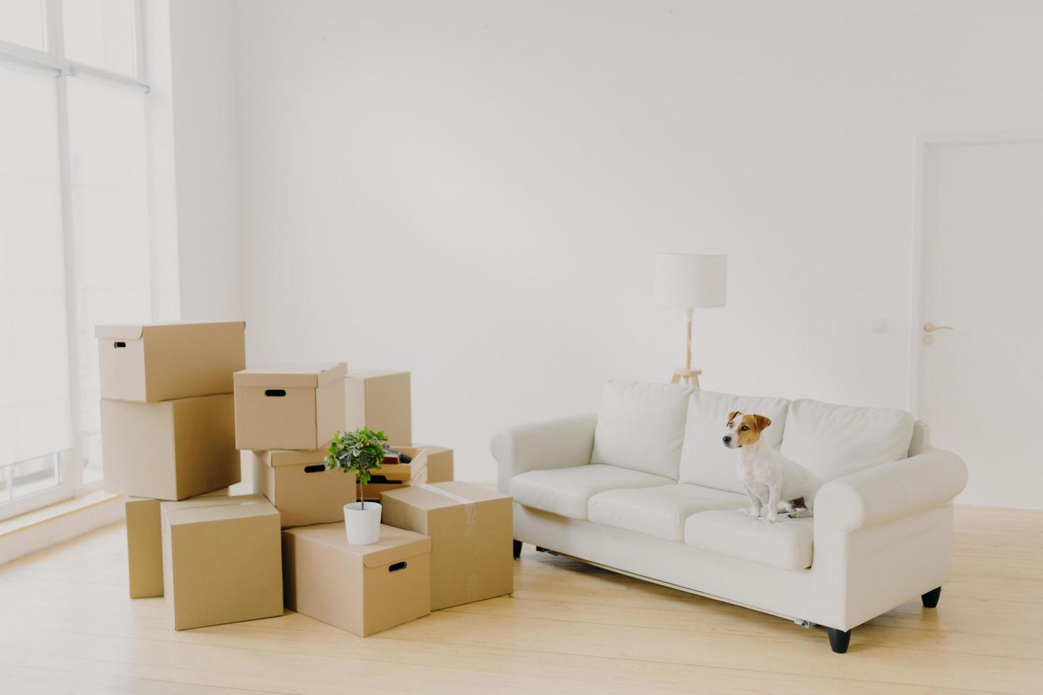 Foto eines kleinen Hundes auf einem bequemen Sofa posiert in einem geräumigen Wohnzimmer, persönliche Gegenstände der Familie in Paketen, Stapel von Kartonpaketen in einem leeren Raum, helle Wände, ein großes Fenster. Umzugstag im neuen Zuhause