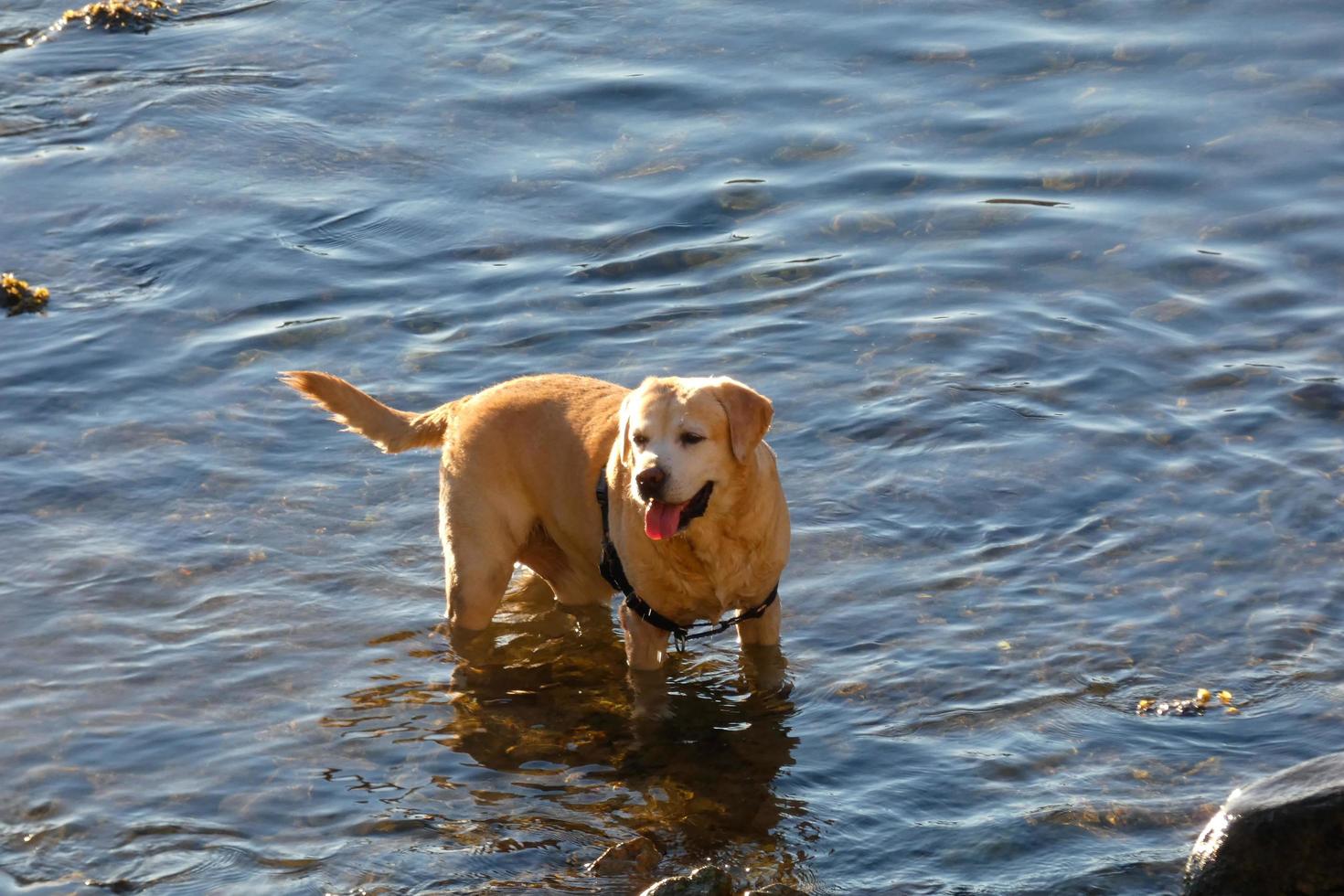 Hund spielt und badet in den frühen Morgenstunden im Meer. foto