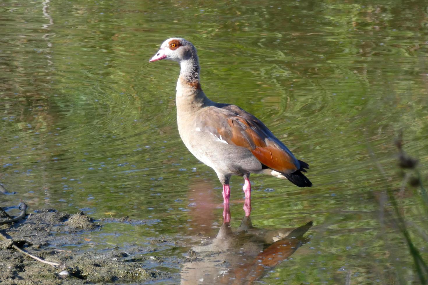 Zugvögel an der Mittelmeerküste foto