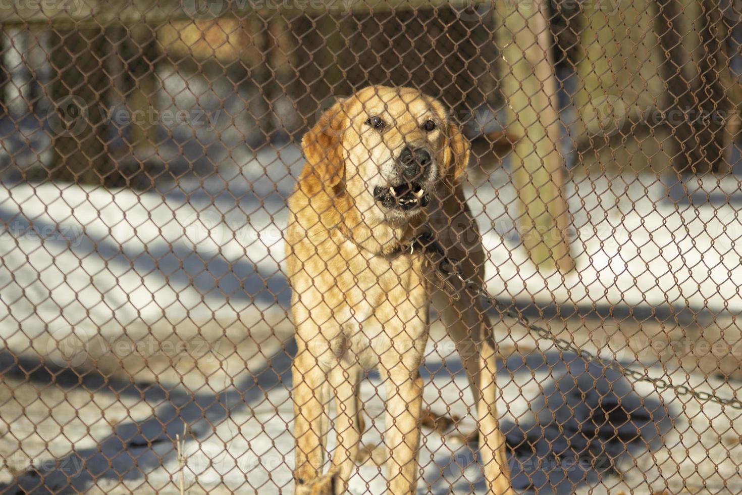 Hund ist hinter Gittern. Zwinger für Hunde. foto