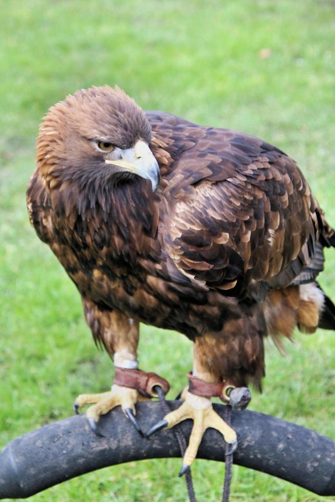 ein Blick auf einen Steinadler foto