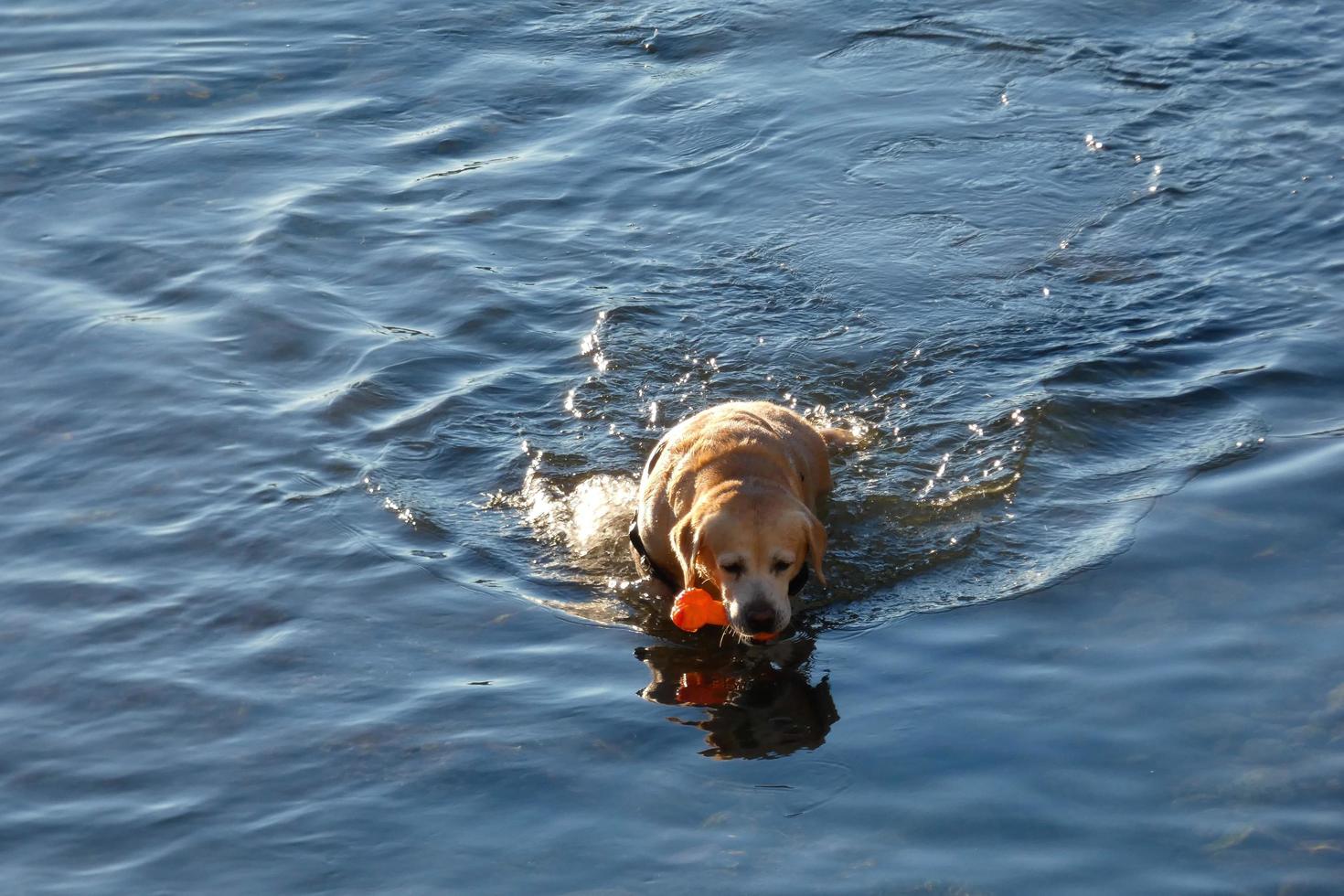 Hund spielt und badet in den frühen Morgenstunden im Meer. foto