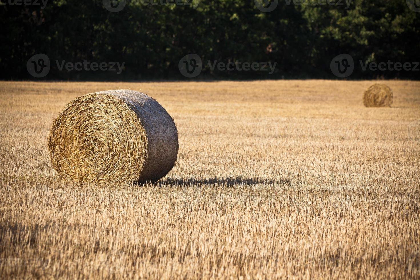 Strohballen auf einem abgeernteten Getreidefeld foto