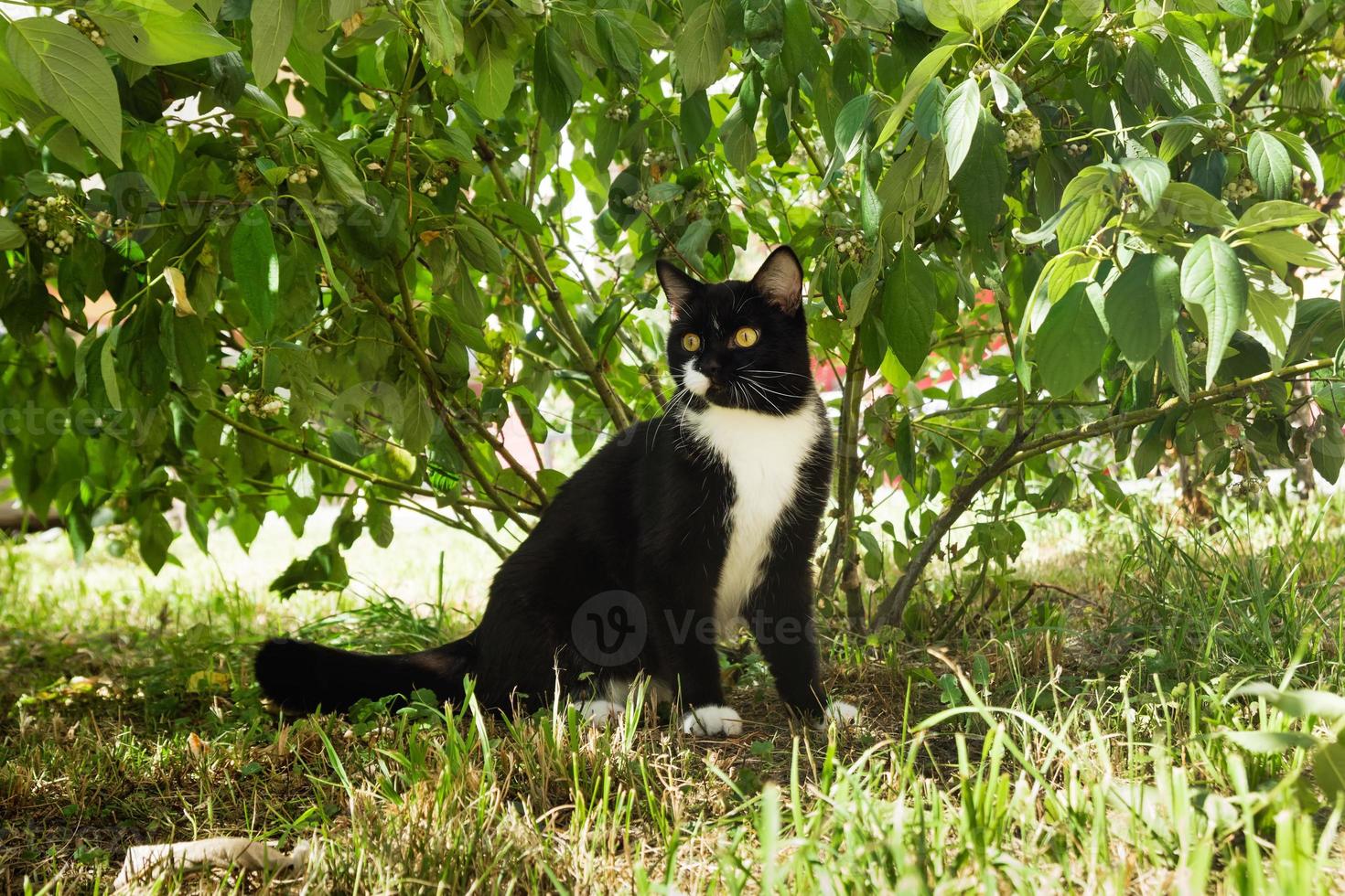 Schwarz-weiße Katze mit gelben Augen sitzt an einem sonnigen Tag auf einem Gras in einem Park. foto