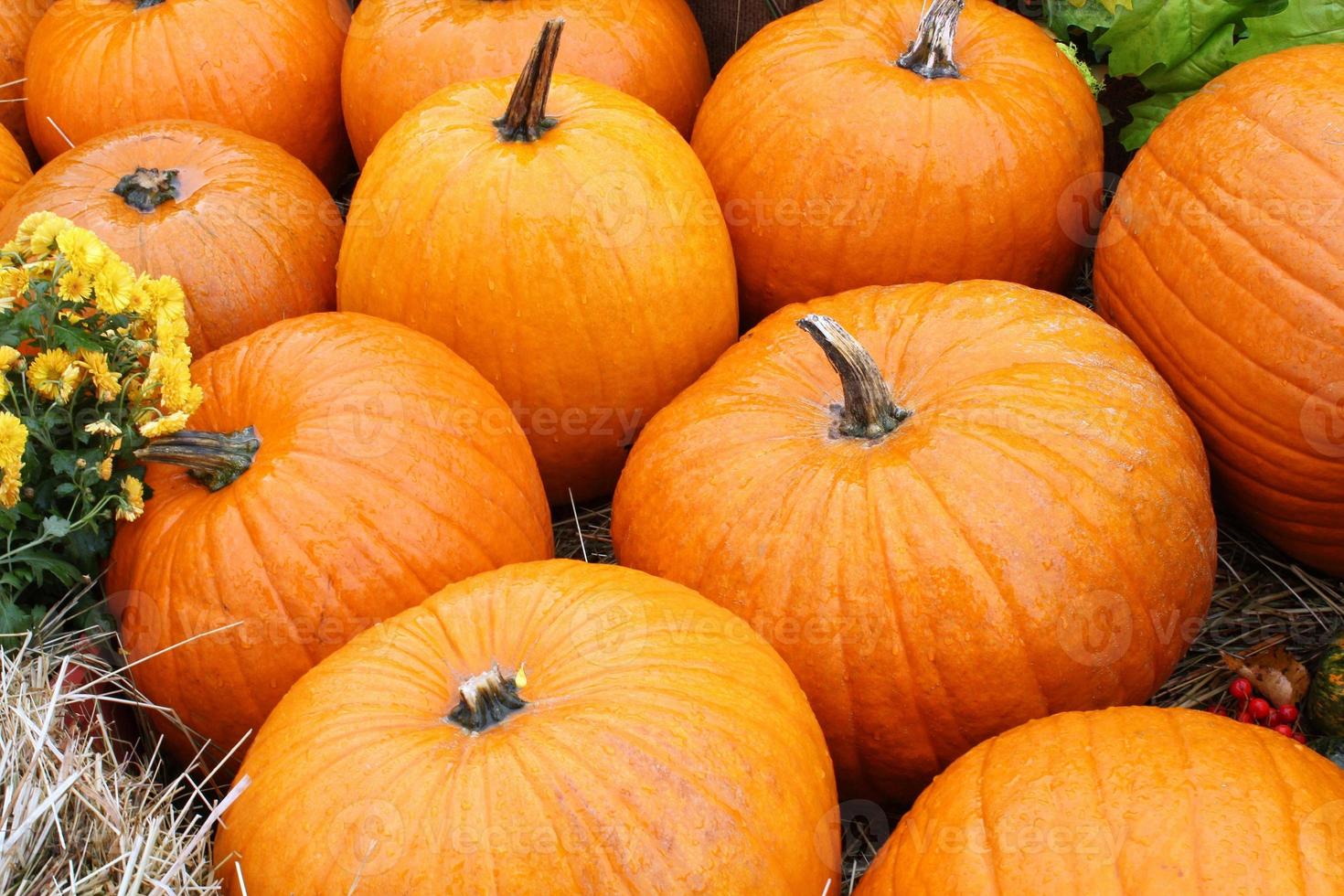 Bunte Bio-Kürbisse und Kürbisse auf der Landwirtschaftsmesse. Ernten des Herbstzeitkonzepts. Garten Herbst natürliche Pflanze. Thanksgiving-Halloween-Dekor. festlicher bauernhof ländlicher hintergrund. vegetarisches Essen. foto