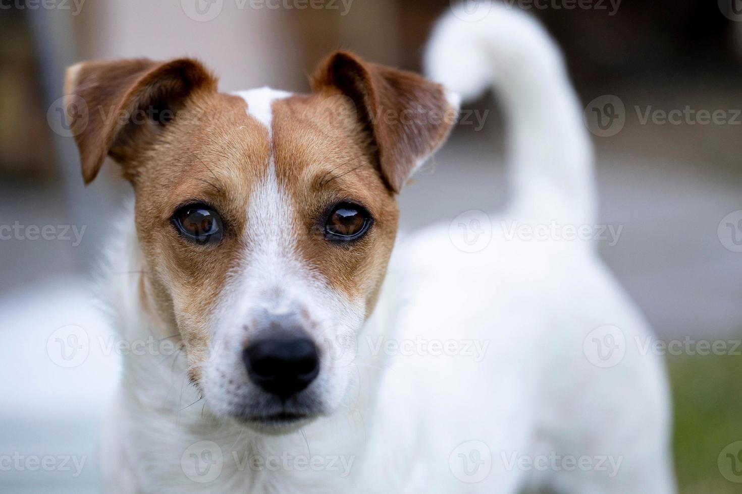 Nahaufnahme eines Jack-Russell-Terriers in einem Garten während des Tages foto