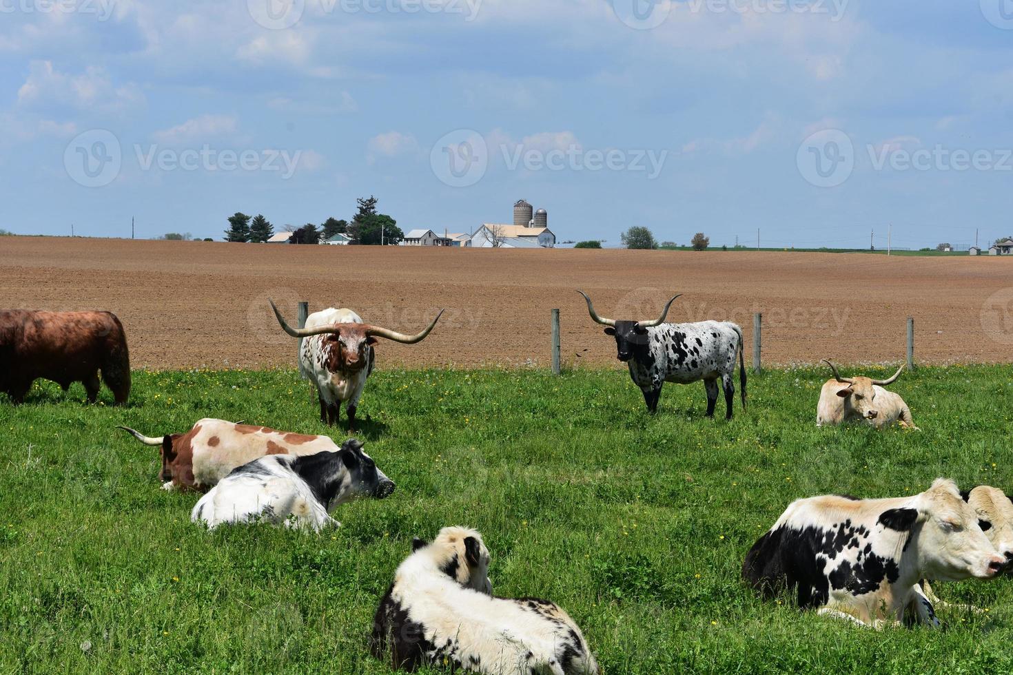 Amish Country Farm mit Longhorn-Rindern an einem Frühlingstag foto