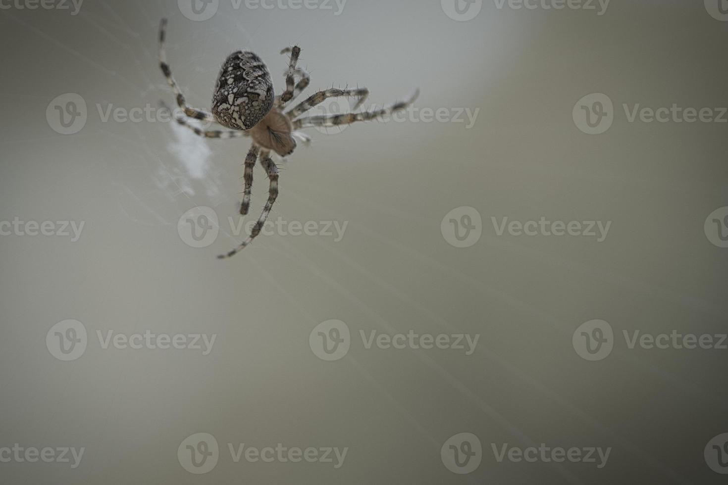 Kreuzspinne in einem Spinnennetz, die auf Beute lauert. unscharfer Hintergrund foto