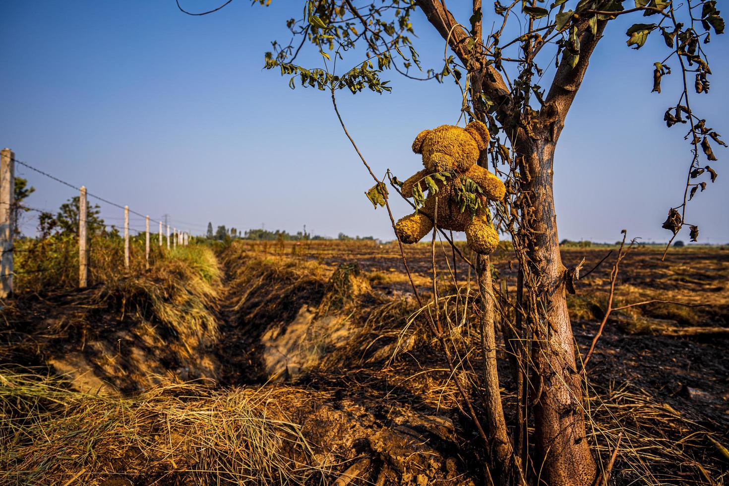 Teddybär, der an einem brennenden Baum hängt, Verbrennung in einem weiten Feld, daraus resultierende Waldbrände, die Folgen einer PM2,5-Vergiftung, Buschfeuer im thailändischen Hinterland, verbrannte Bäume und schwarze Seezunge. foto