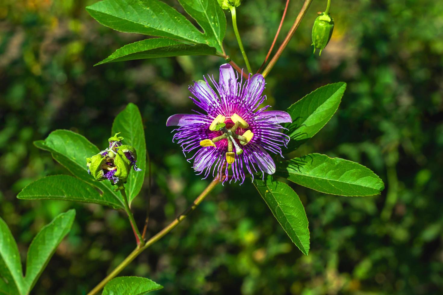 passionsfrucht oder passiflora-blume auf dem grünen unscharfen hintergrund. foto