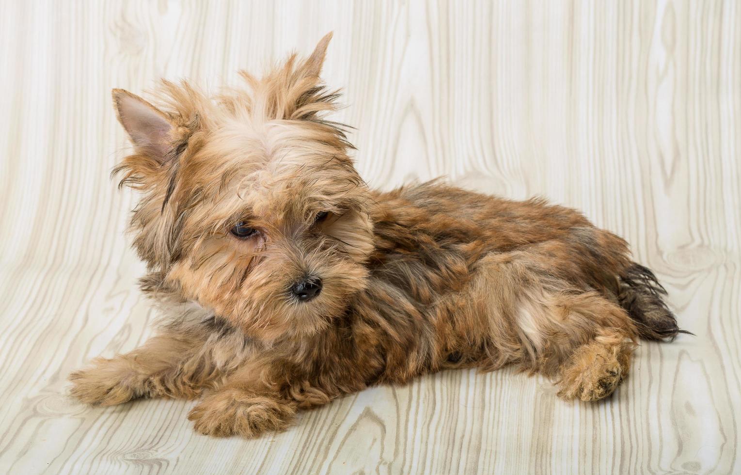 Yorkshire Terrier Hund foto