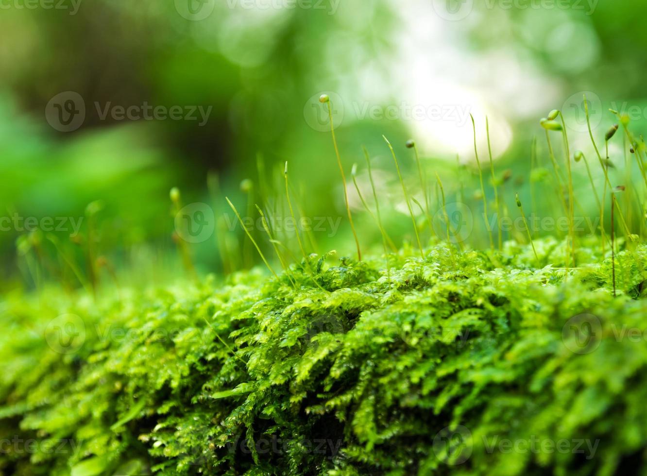 Sporophyt aus frischem grünem Moos mit Wassertropfen, die im Regenwald wachsen foto