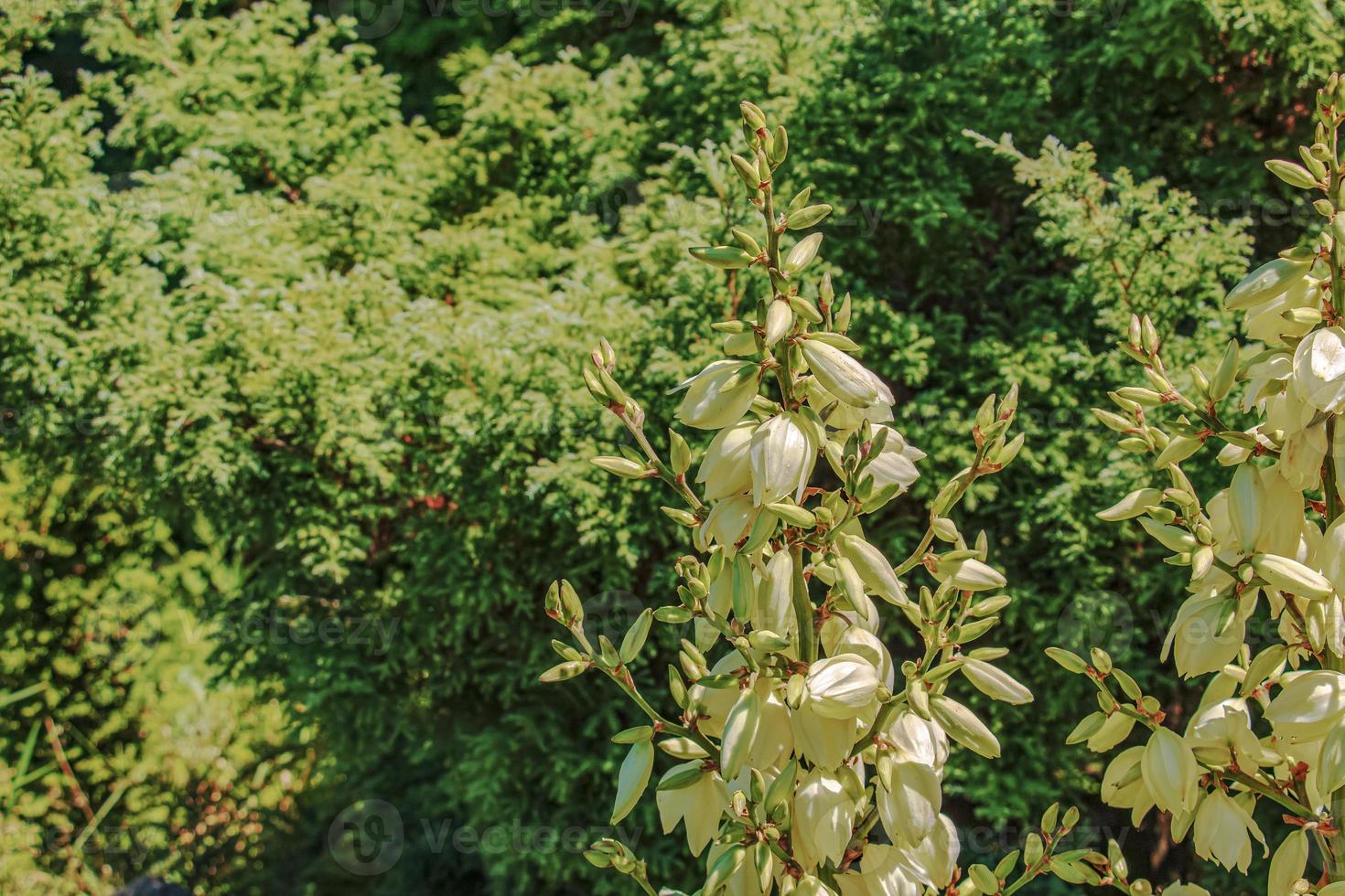 yucca ist eine fadenförmige, blühende palme mit vielen weißen blüten im botanischen garten von dnepropetrowsk. foto