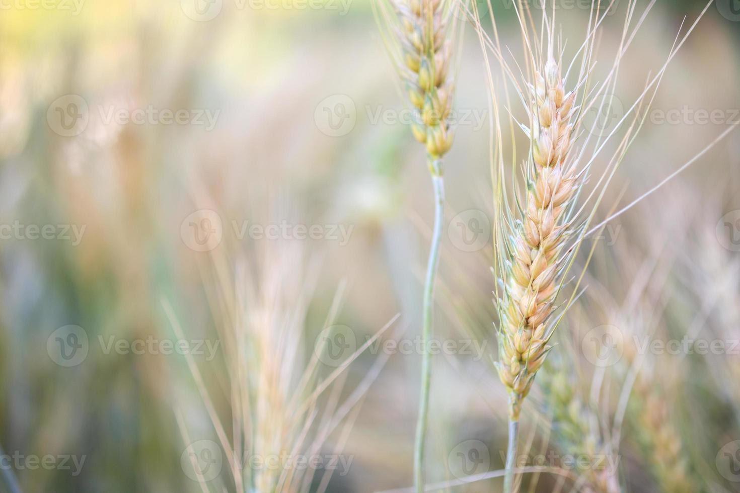 gerste weizenfeld natur hintergrund foto