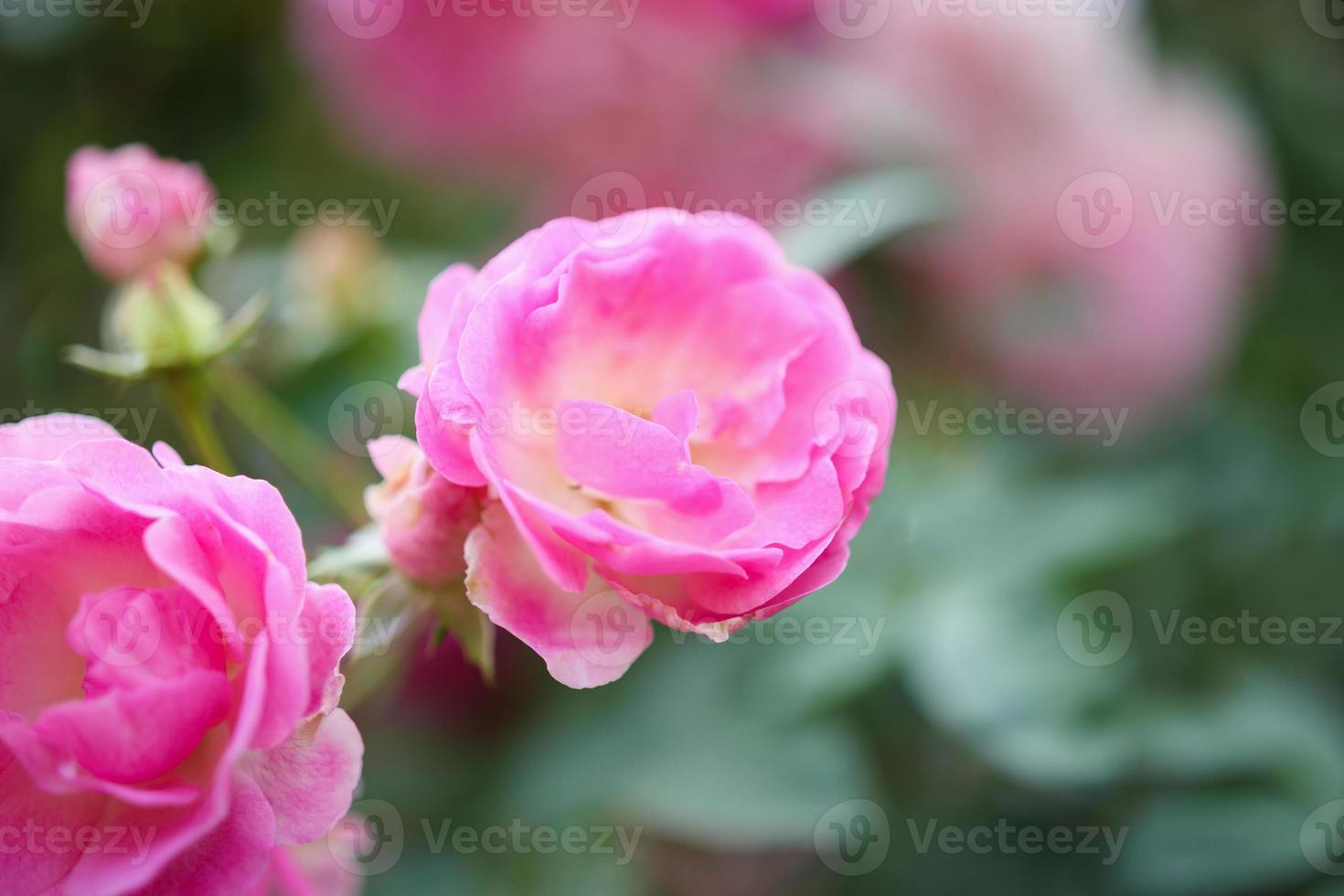 schöne rosa Rosen blühen im Garten foto